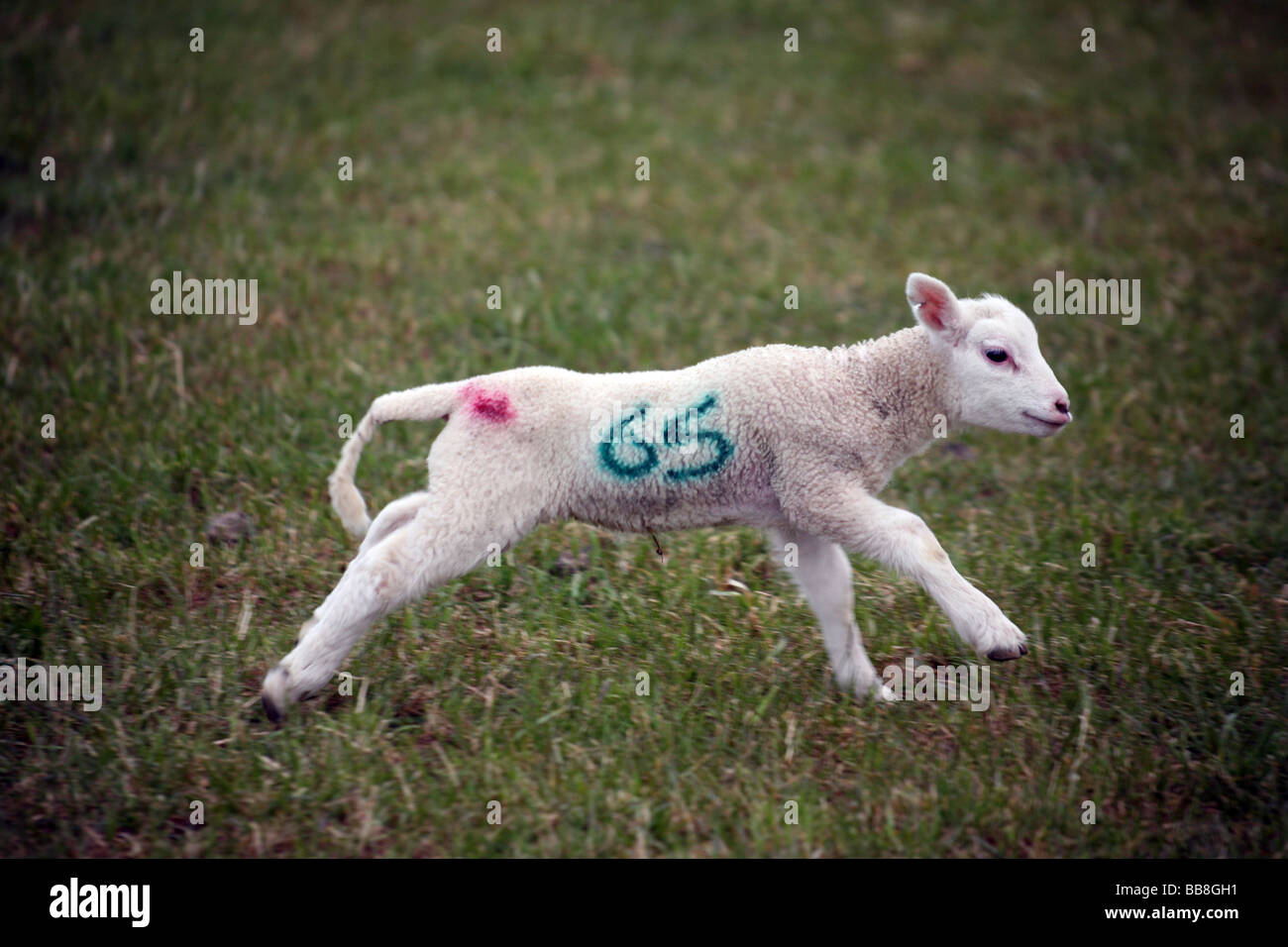 A solitary newborn Spring Lamb in a field Stock Photo - Alamy