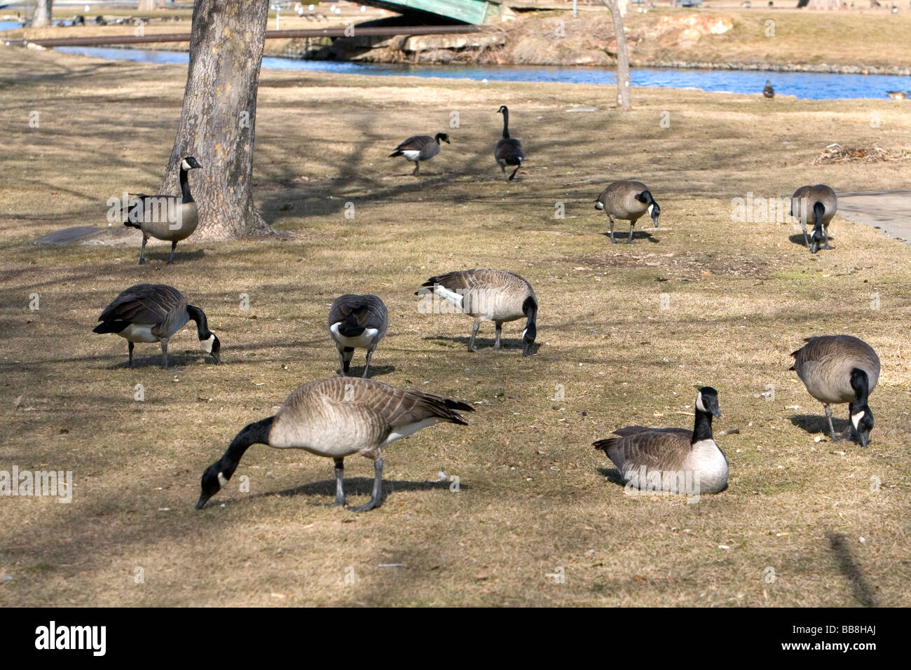 Canada geese overpopulate a park in Boise Idaho USA Stock Photo Alamy