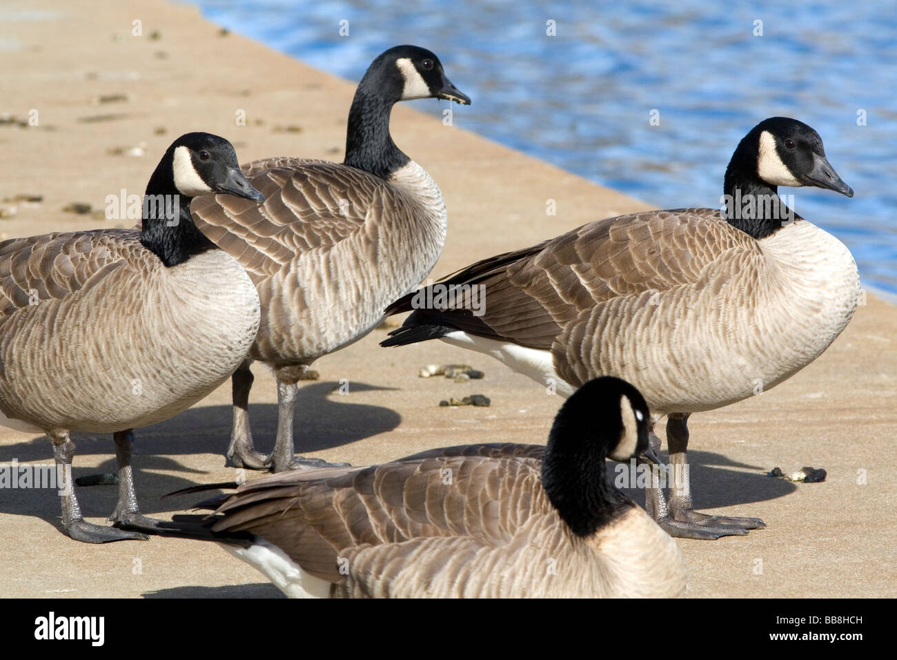 Canada geese overpopulate a park in Boise Idaho USA  Stock Photo