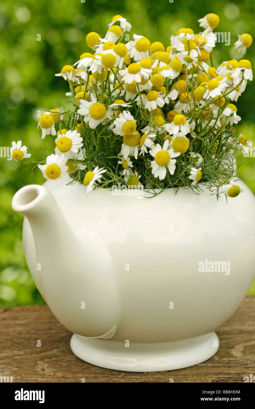 Camomile and teapot Matricaria chamomilla Stock Photo - Alamy