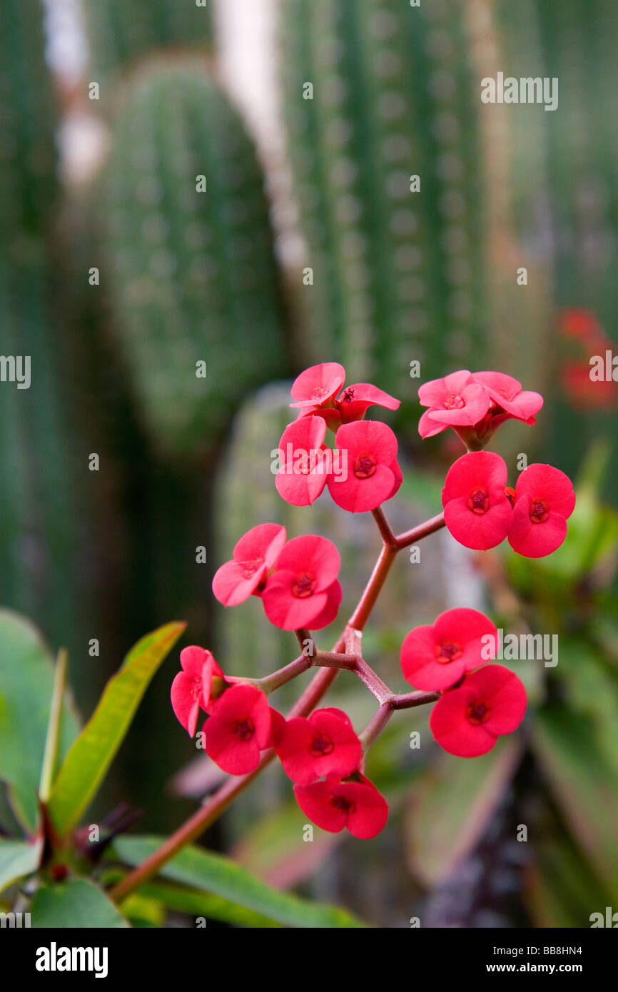 The flowers of a Euphorbia Milii at San Juan Capistrano California USA  Stock Photo