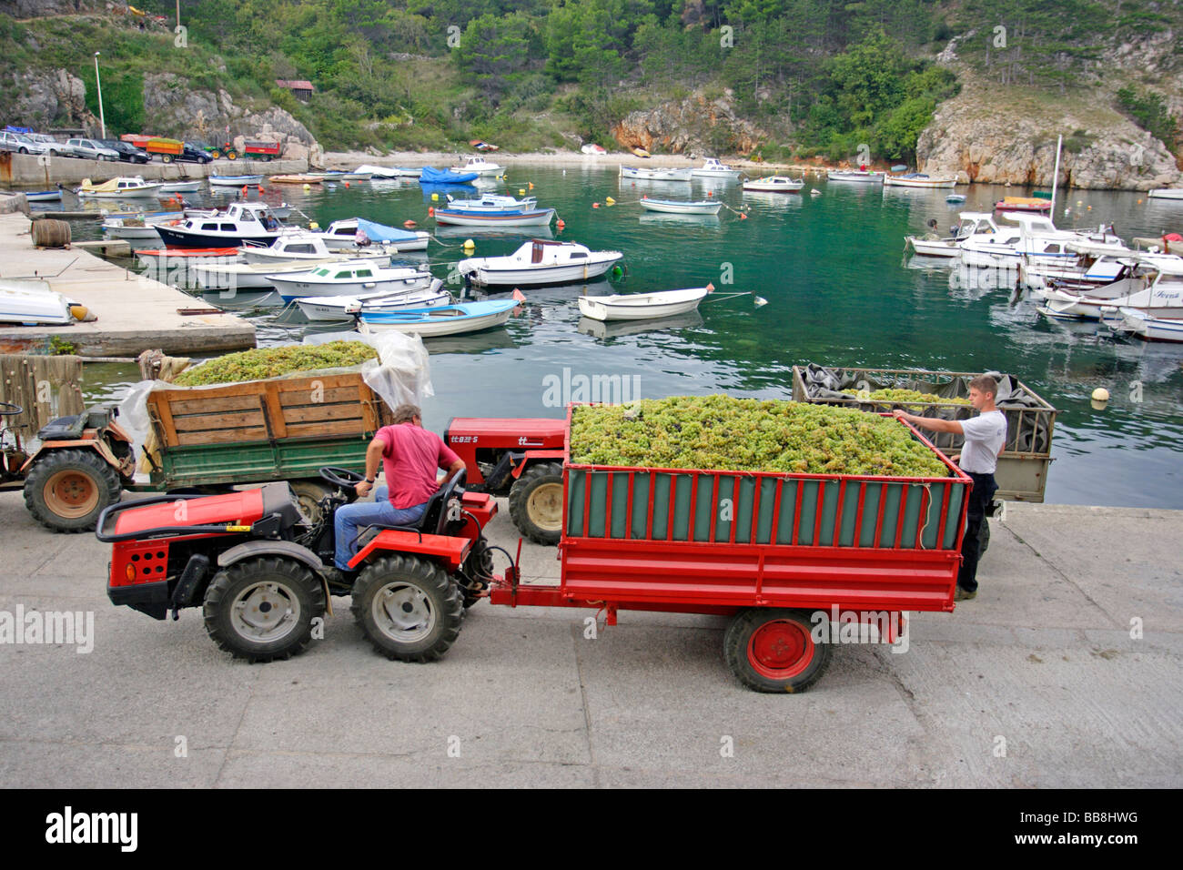 Vineyard workers waiting to process their Vrbnika Zlahtina grapes at a winery at Vrbnik Harbor, Krk Island, Istria, Croatia Stock Photo
