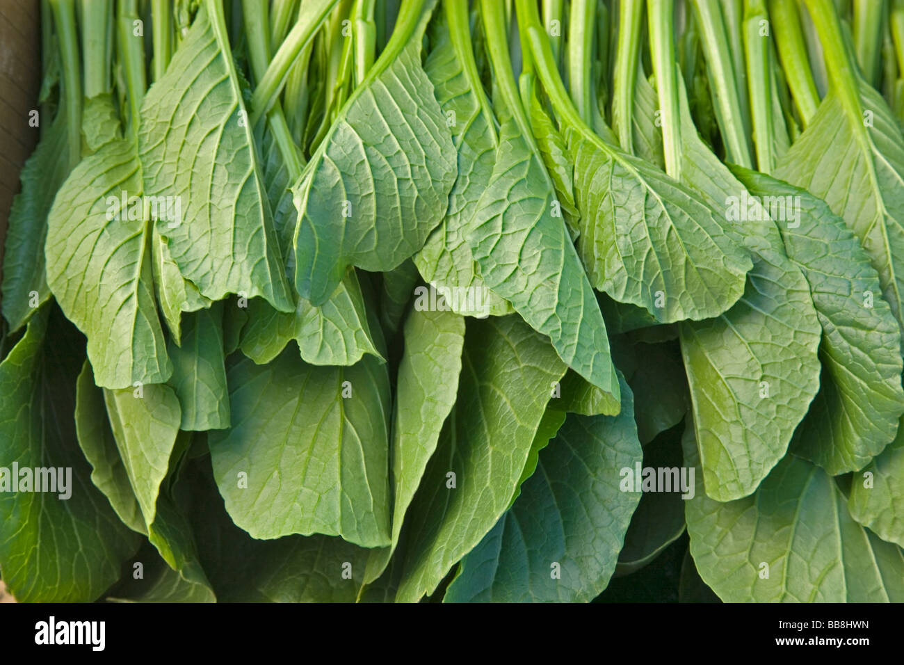 Yu Choy Sum,  Chinese vegetable. Stock Photo