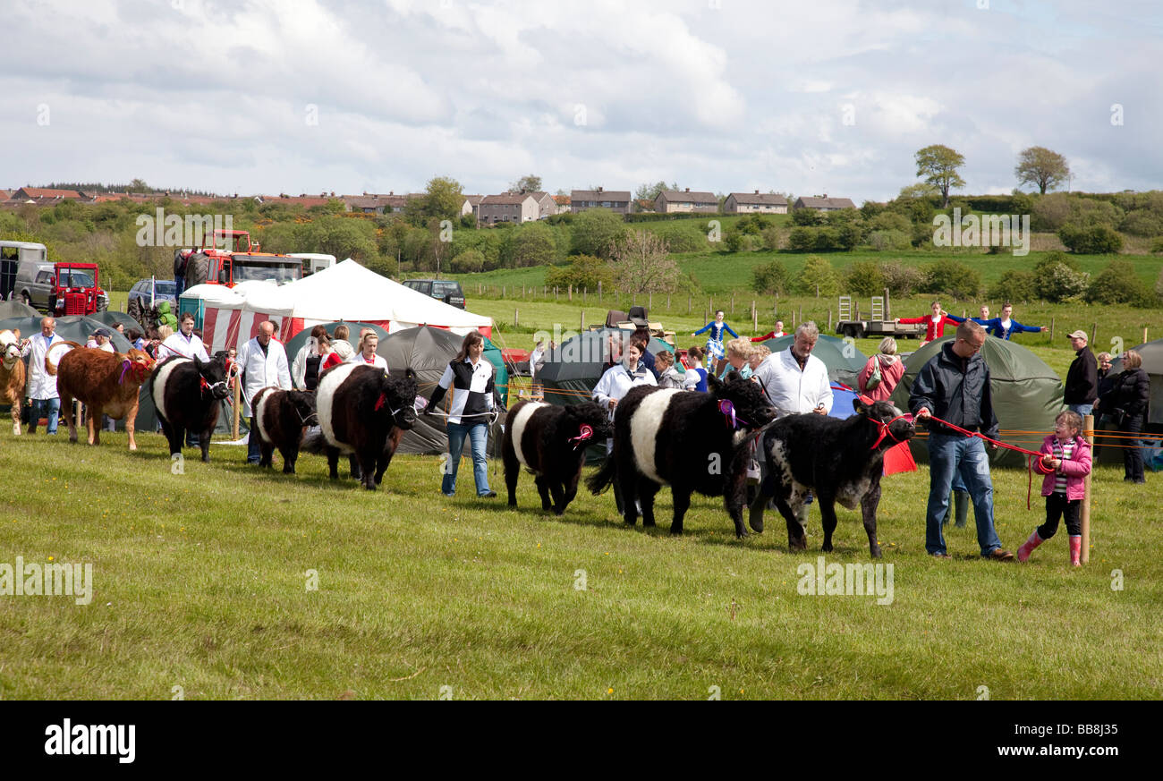 Grand Parade of cattle at a cattle show Stock Photo