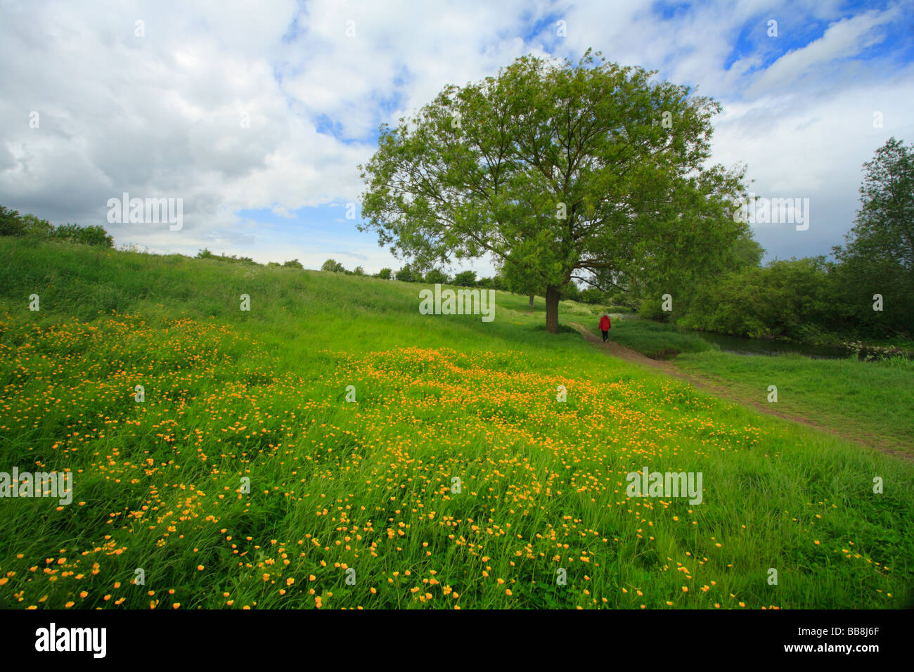 Grantchester Meadows, Cambridgeshire, with a woman walking. Stock Photo