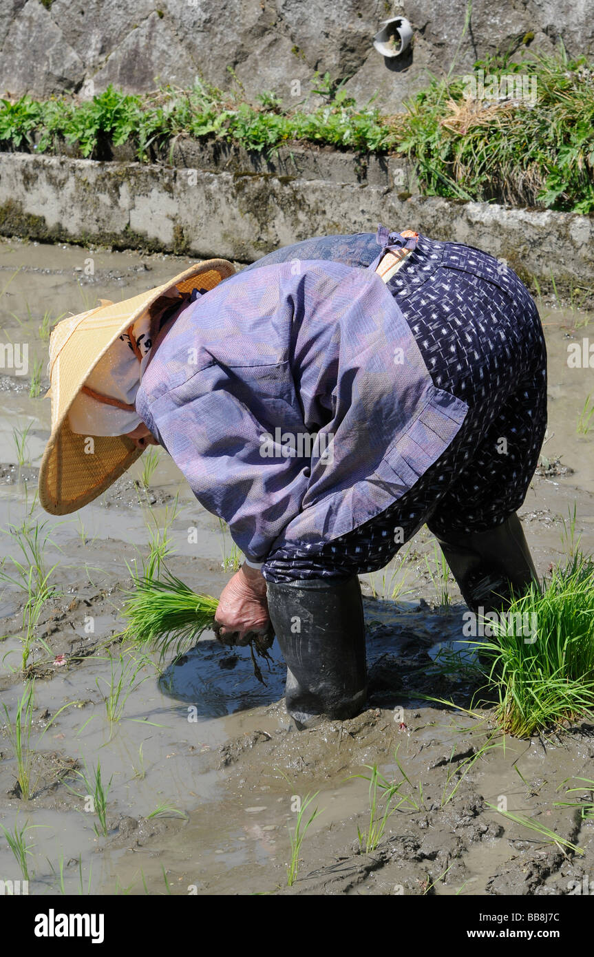 Female rice farmer wearing rice straw hat planting rice shoots by hand