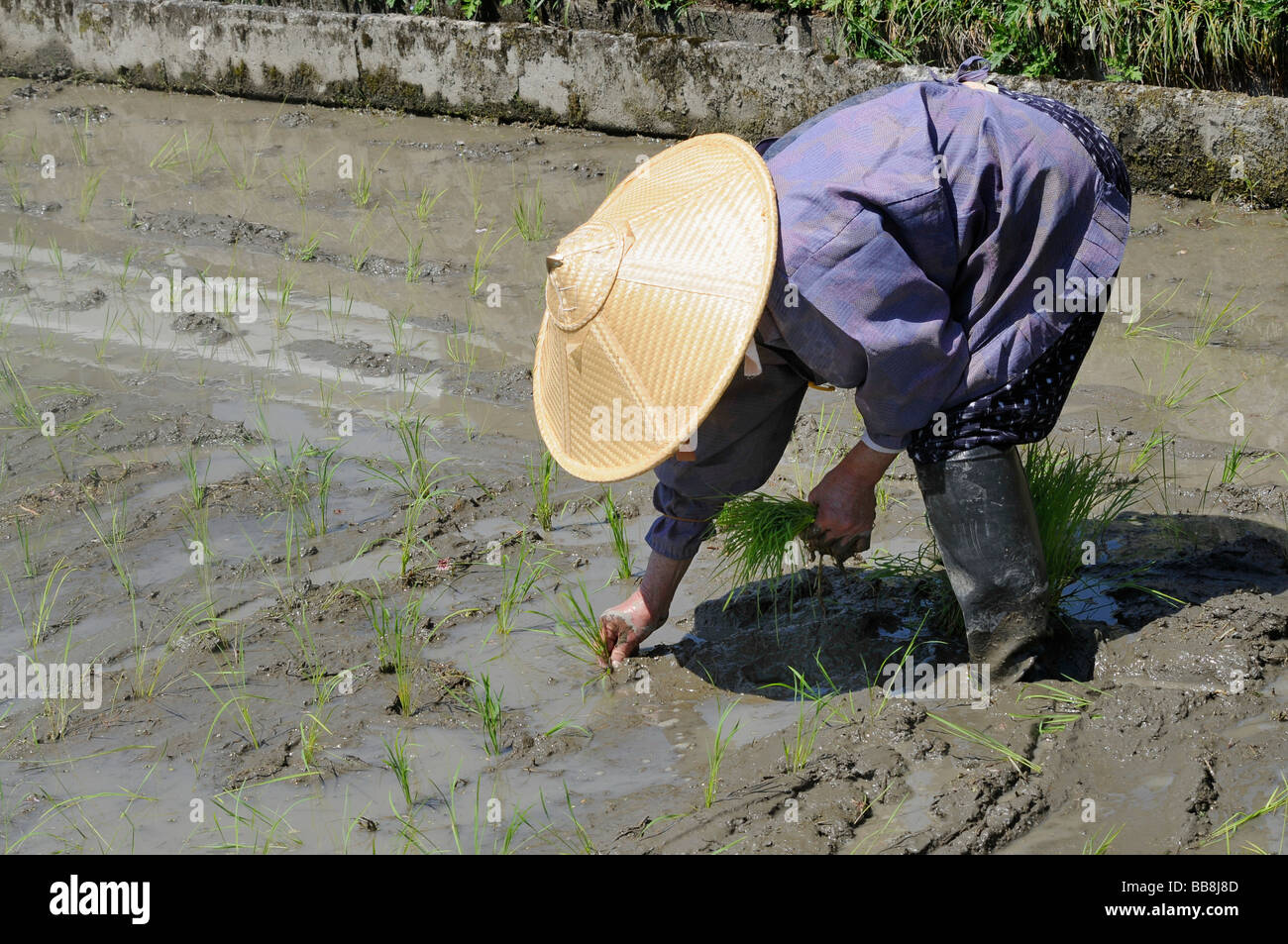 Female Rice Farmer Wearing Rice Straw Hat Planting Rice Shoots By Hand Ohara Japan Asia Stock
