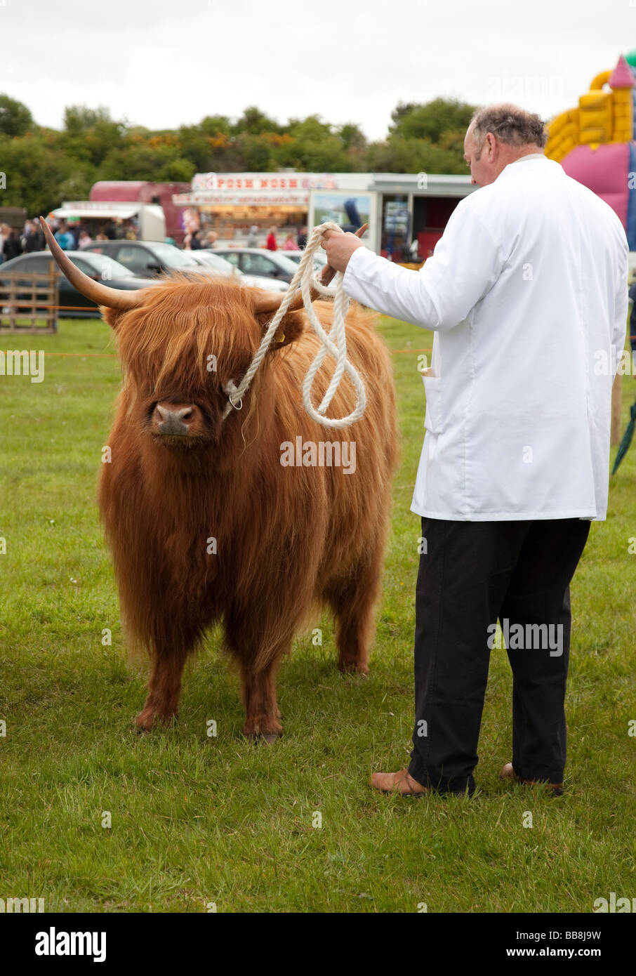 Highland cow being shown at a cattle show Stock Photo