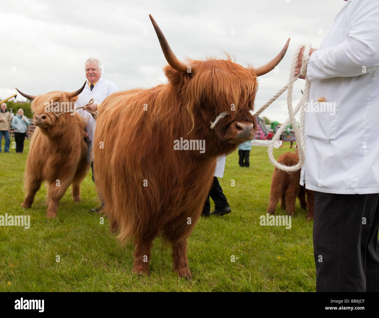 Two Highland Cows at a cattle show Stock Photo