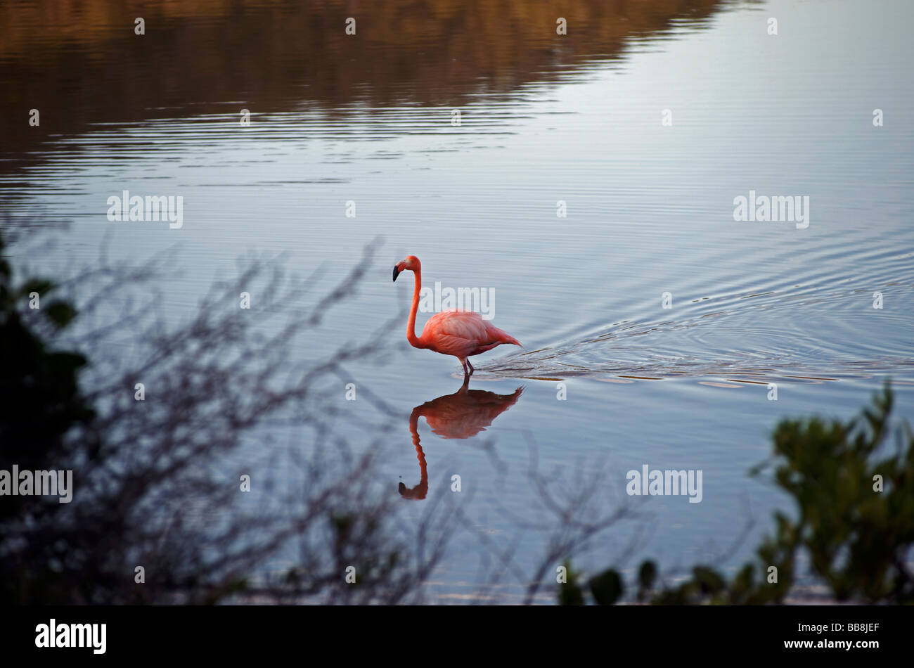 Greater Flamingo in saltwater lagoon, feeding, Floreana Island, Galapagos Islands, Ecuador, South America. Stock Photo