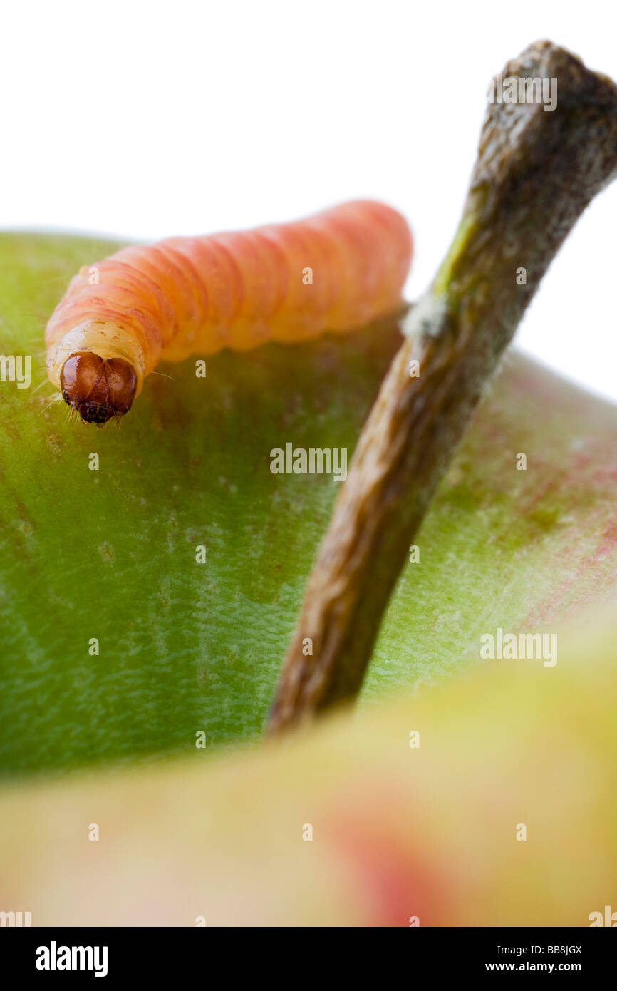 a common worm creeping on an apple Stock Photo