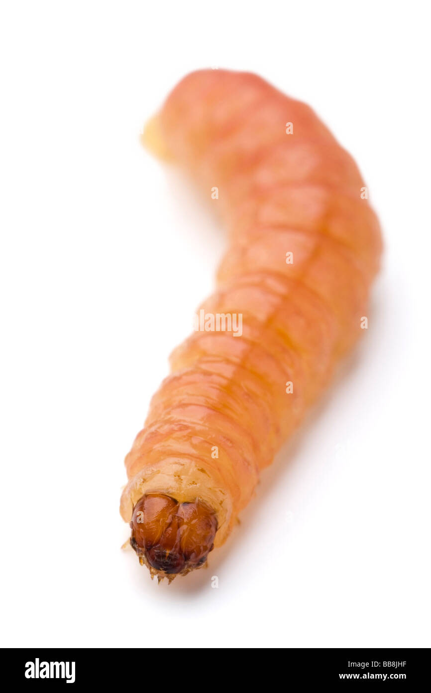 a common worm on white Stock Photo