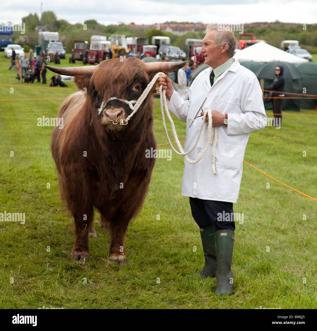 Highland bull being shown by a farmer at Dalry cattle show, North Ayrshire, Scotland Stock Photo