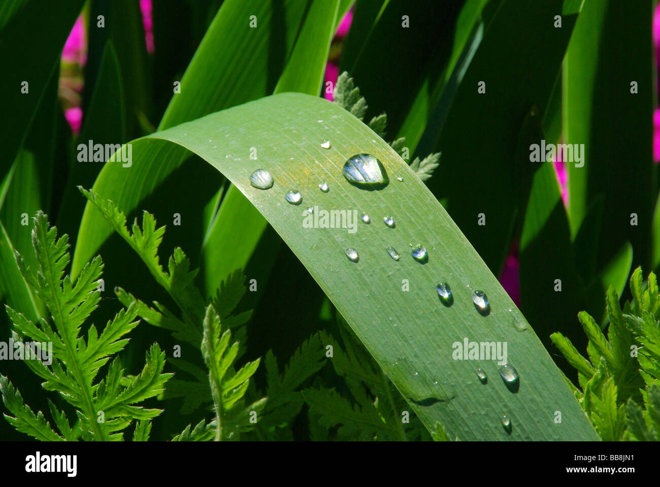 Wassertropfen auf Blatt waterdrop on leaf 01 Stock Photo