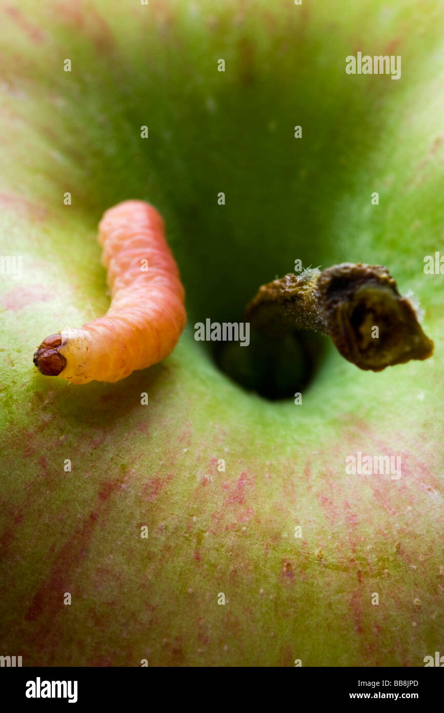 a common worm standing on an apple Stock Photo