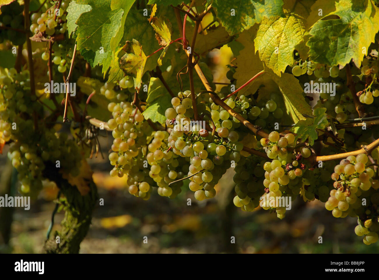 Wein grape 34 Stock Photo