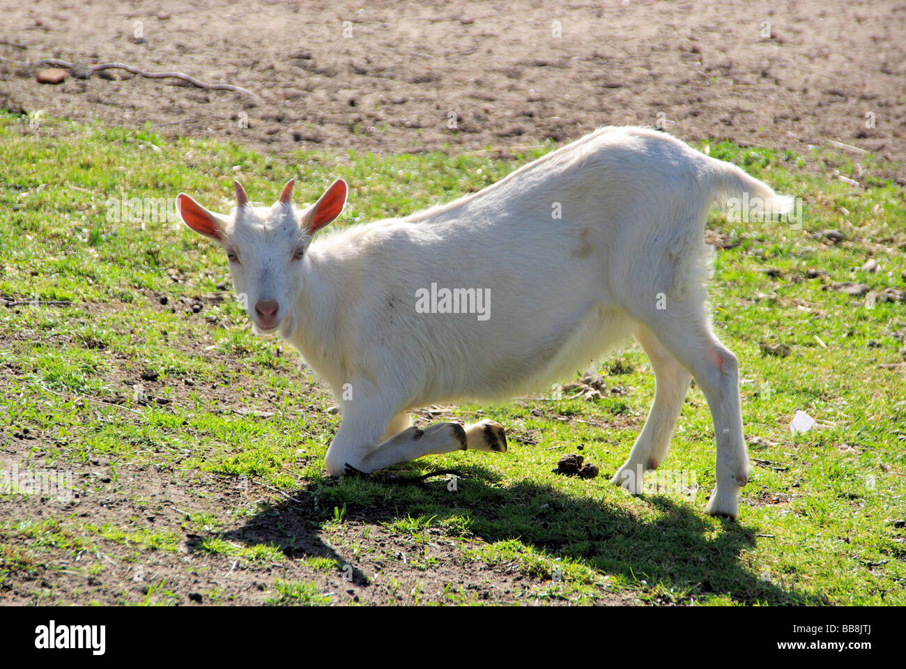 Ziege goat 21 Stock Photo