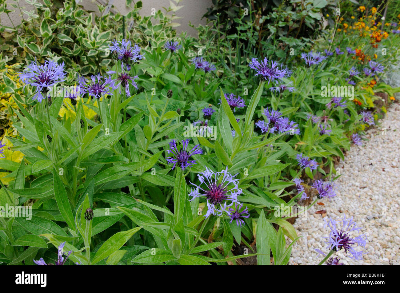Centaurea montana growing in a garden border, France Stock Photo