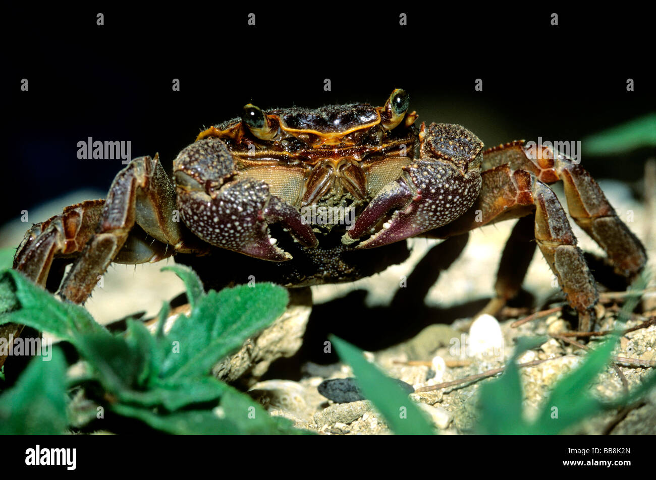 Crab with eggs, Kenting National Park, Taiwan, Asia Stock Photo