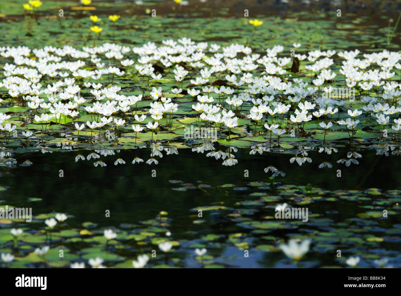 Reflected image of White waterlily (Nymphoides cristata), aquatic plants, Taiwan, Asia Stock Photo