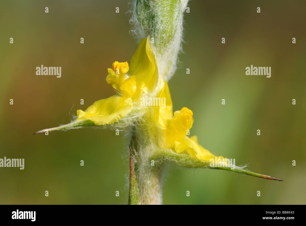 Yellow flowers (Philydrum lanuginosum), aquatic plants, hydrophytes, Taiwan, Asia Stock Photo