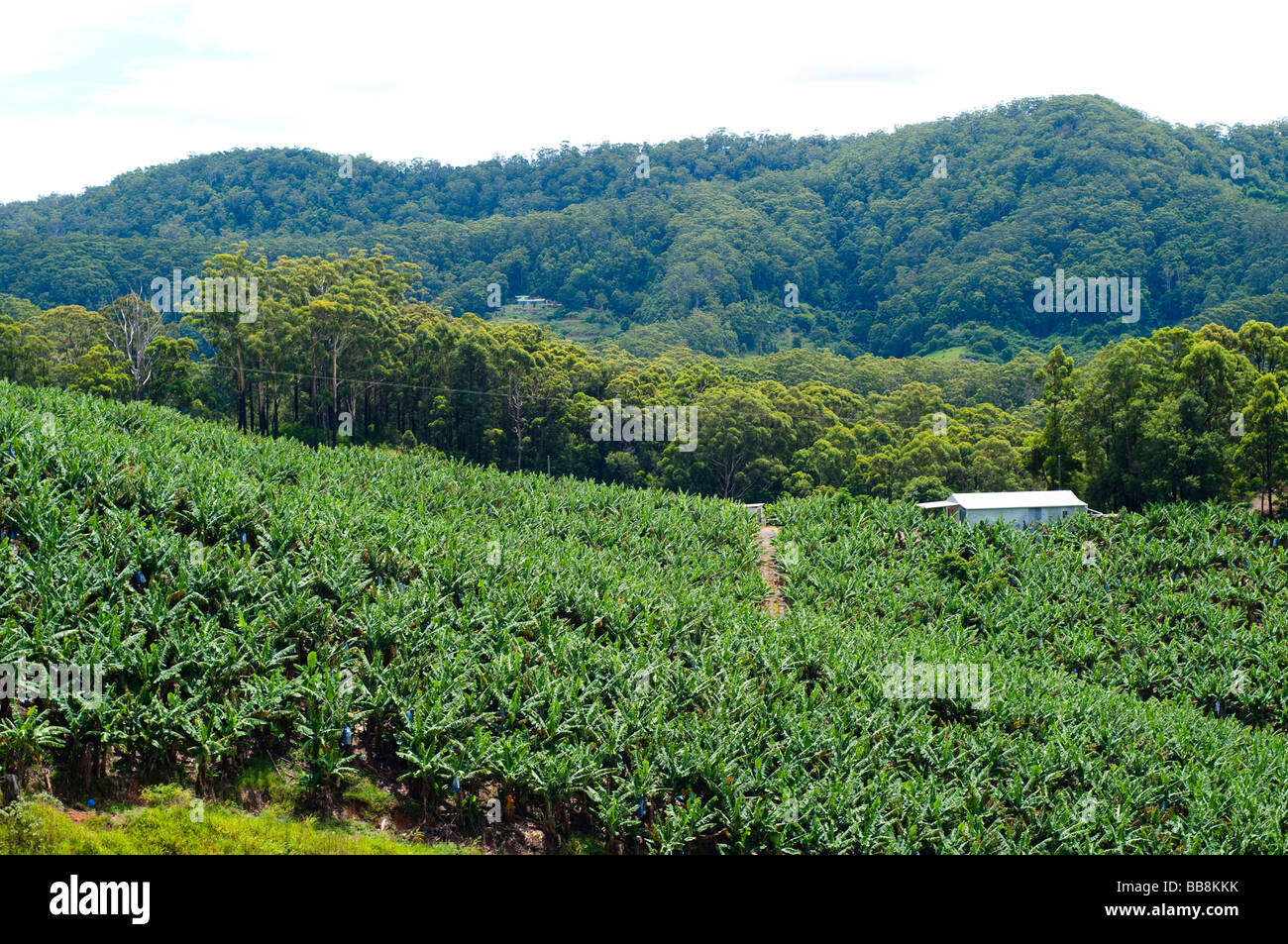 Banana plantation Coffs Harbour NSW Australia Stock Photo Alamy