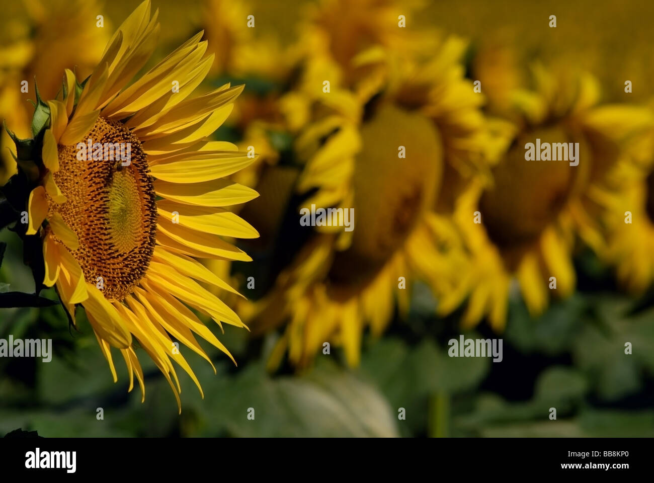 yellow sunflower summer nature close up Stock Photo - Alamy