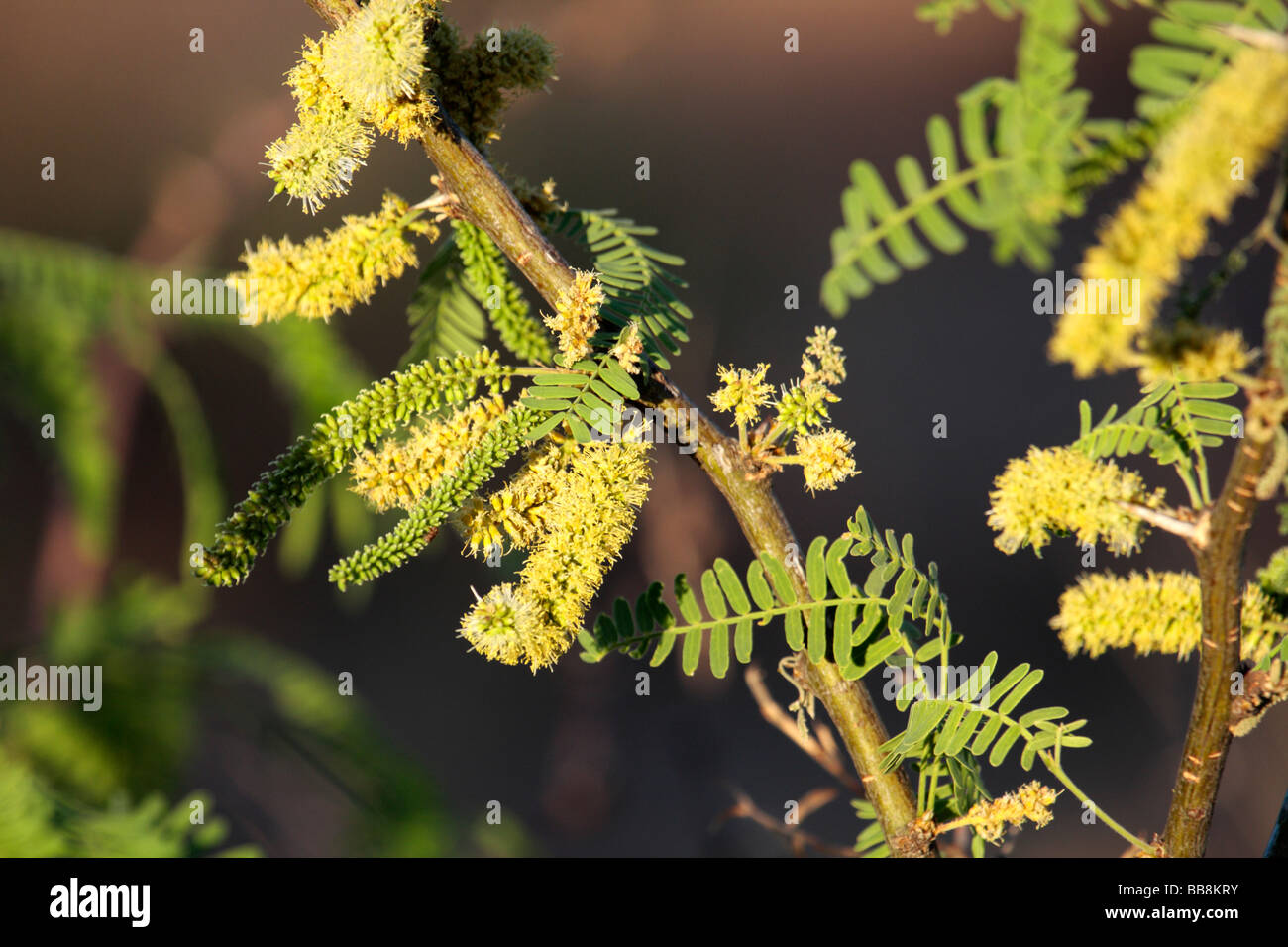 Honey Mesquite (Prosopis glandulosa) flowers, Arizona, USA Stock Photo