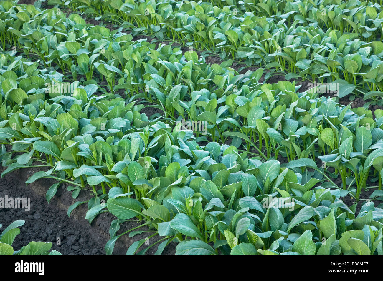 Yu Choy Sum, rows of Chinese Vegetable. Stock Photo