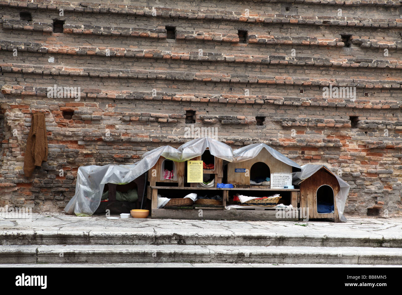 Venice Cat High Resolution Stock Photography and Images - Alamy