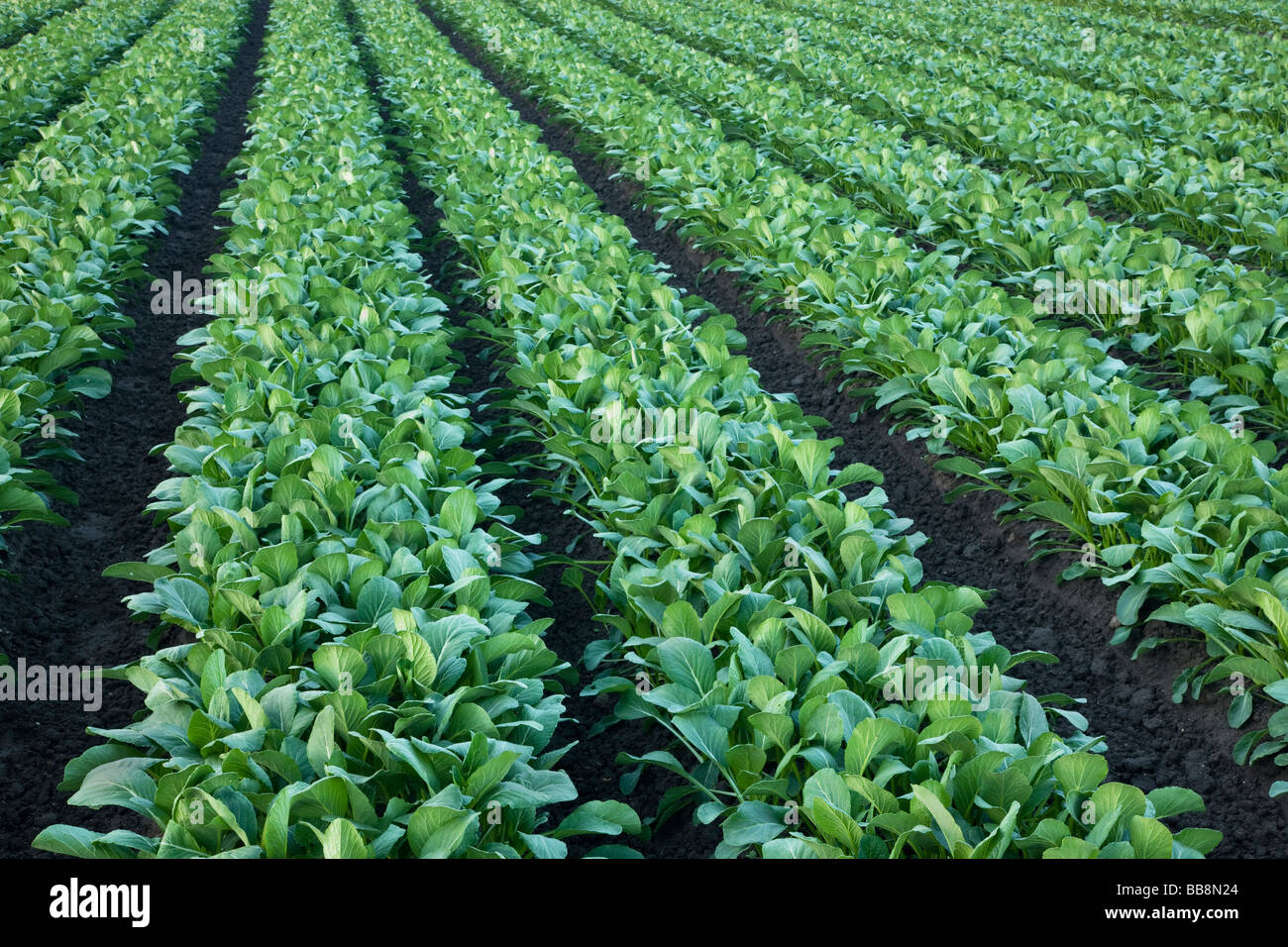 Yu Choy Sum, rows of Chinese Vegetable. Stock Photo