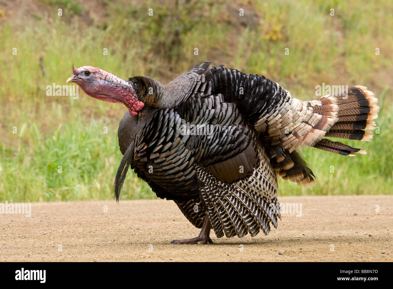Wild Tom Turkey Gobbling Stock Photo Alamy