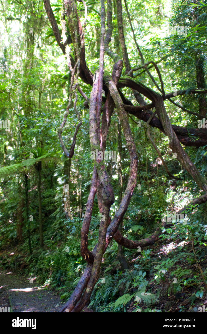 Dorrigo National Park Rainforest trees NSW Australia Stock Photo Alamy