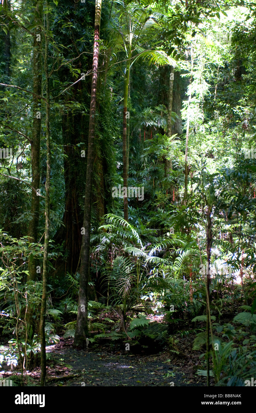Dorrigo National Park Rainforest trees NSW Australia Stock Photo Alamy