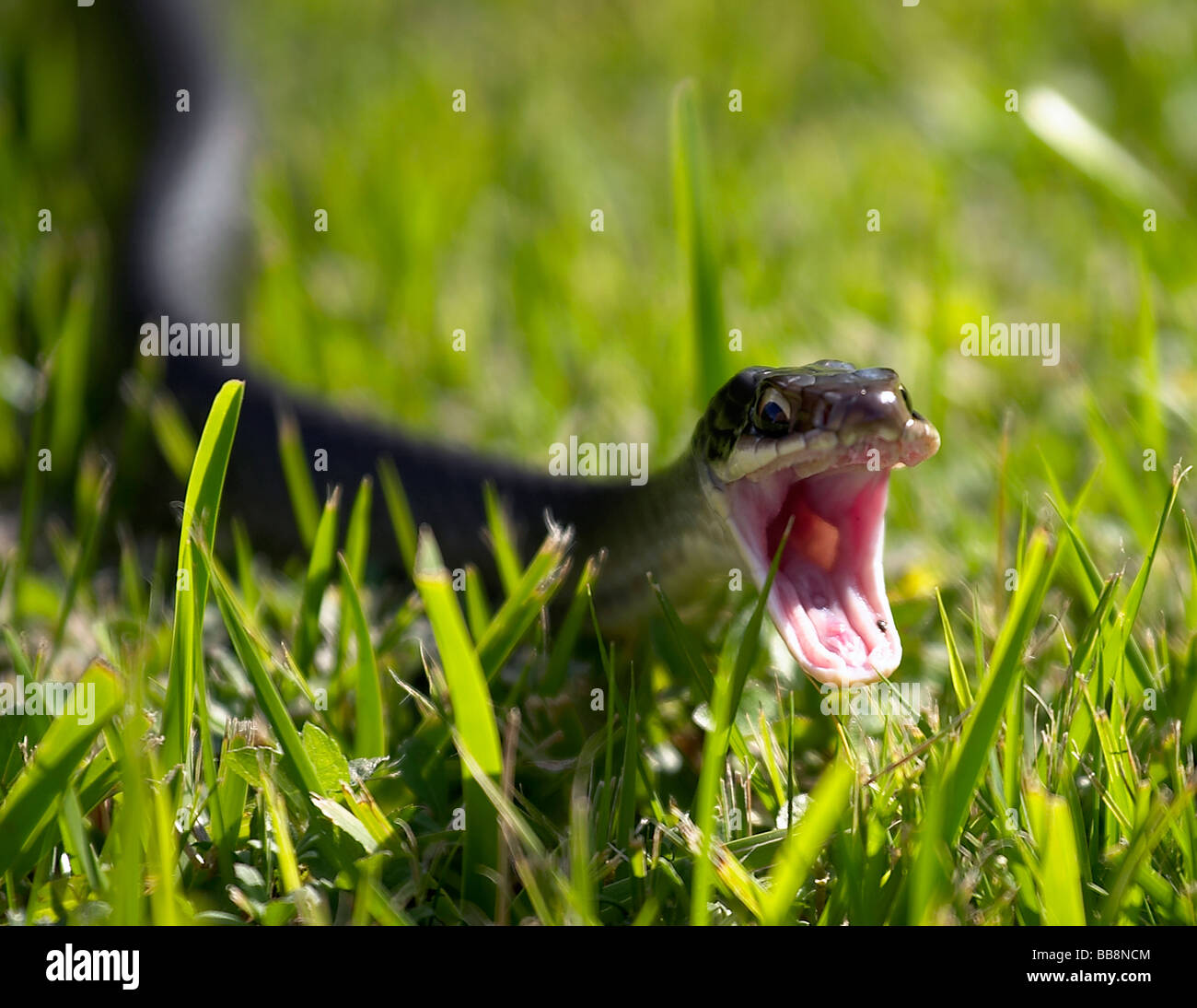 A wild Florida 'Black Racer' snake in an aggressive display. Stock Photo