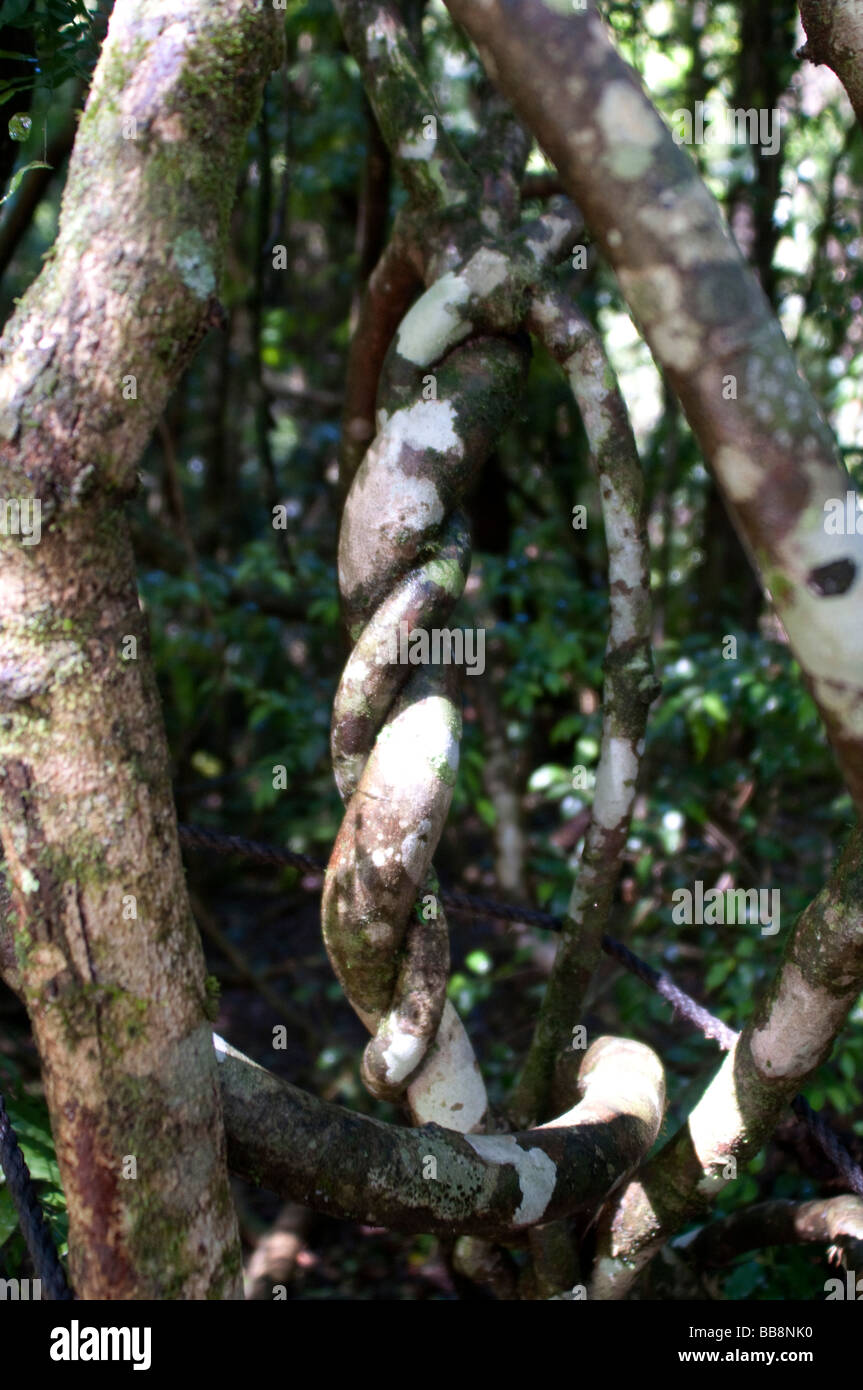 Dorrigo National Park Rainforest trees NSW Australia Stock Photo Alamy