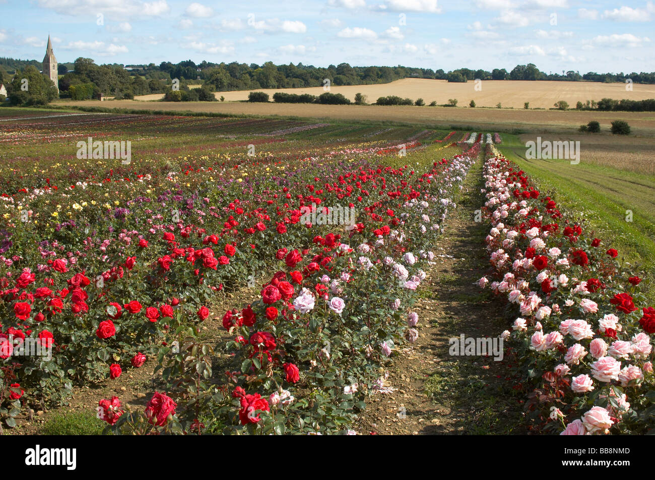 A field of roses Plant Nursery Rose Stock Photo Alamy