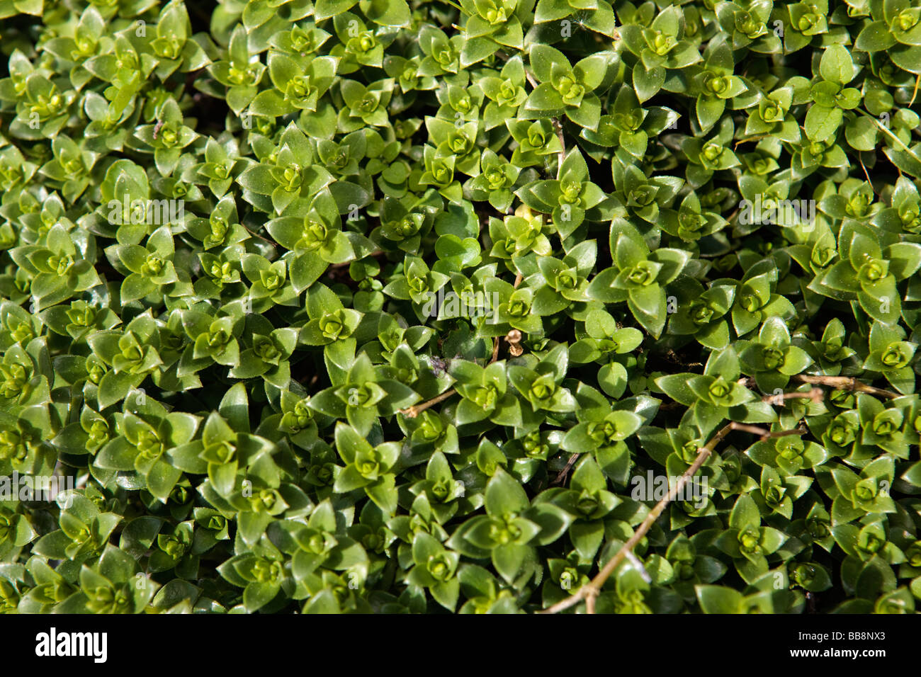 Sandwort (Minuartia peploides) Stock Photo