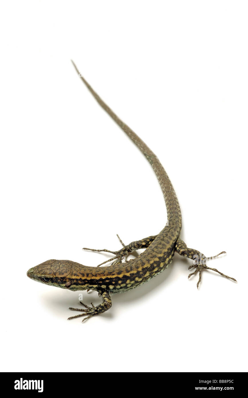 Lizard hi-res stock photography and images - Alamy