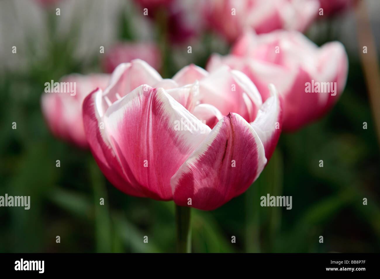 “Gerbrand Kieft” (Tulipa gesneriana) Stock Photo