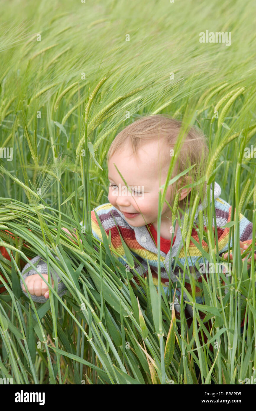16 month old girl is hiding in the barley field Stock Photo
