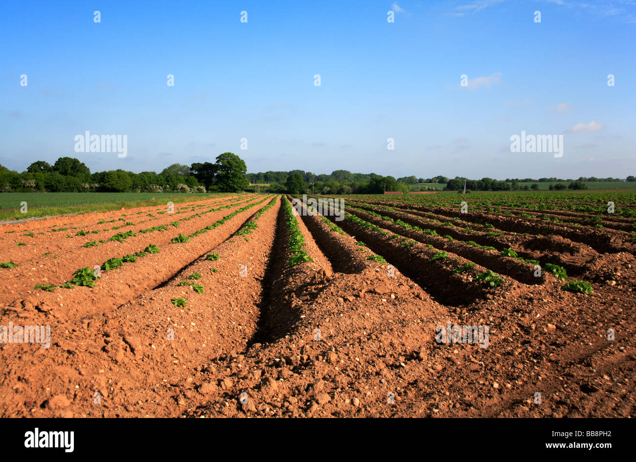 Potato crop with tops bursting through ridges on an arable farm in ...
