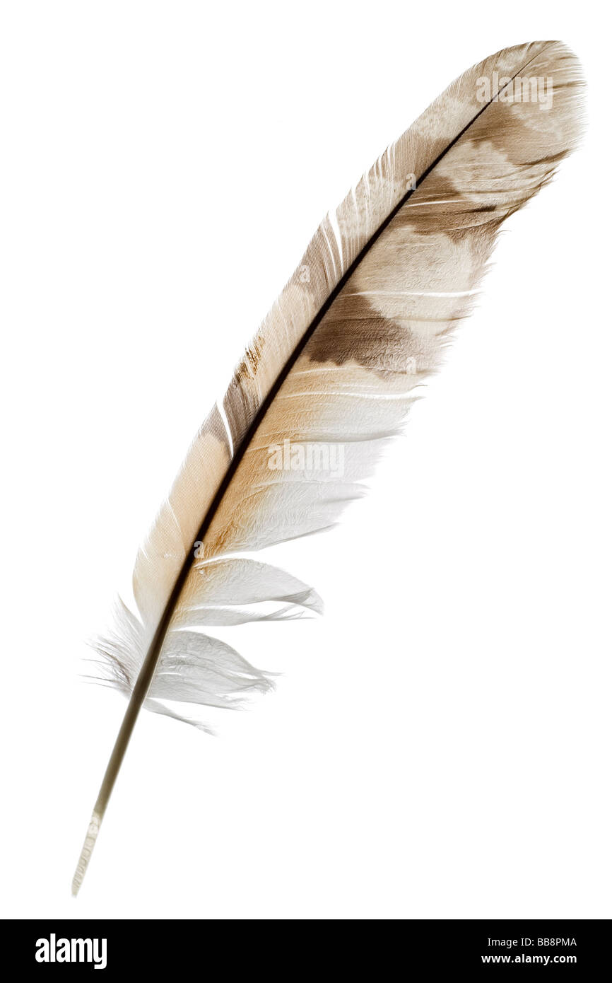 a feather isolated on white Stock Photo