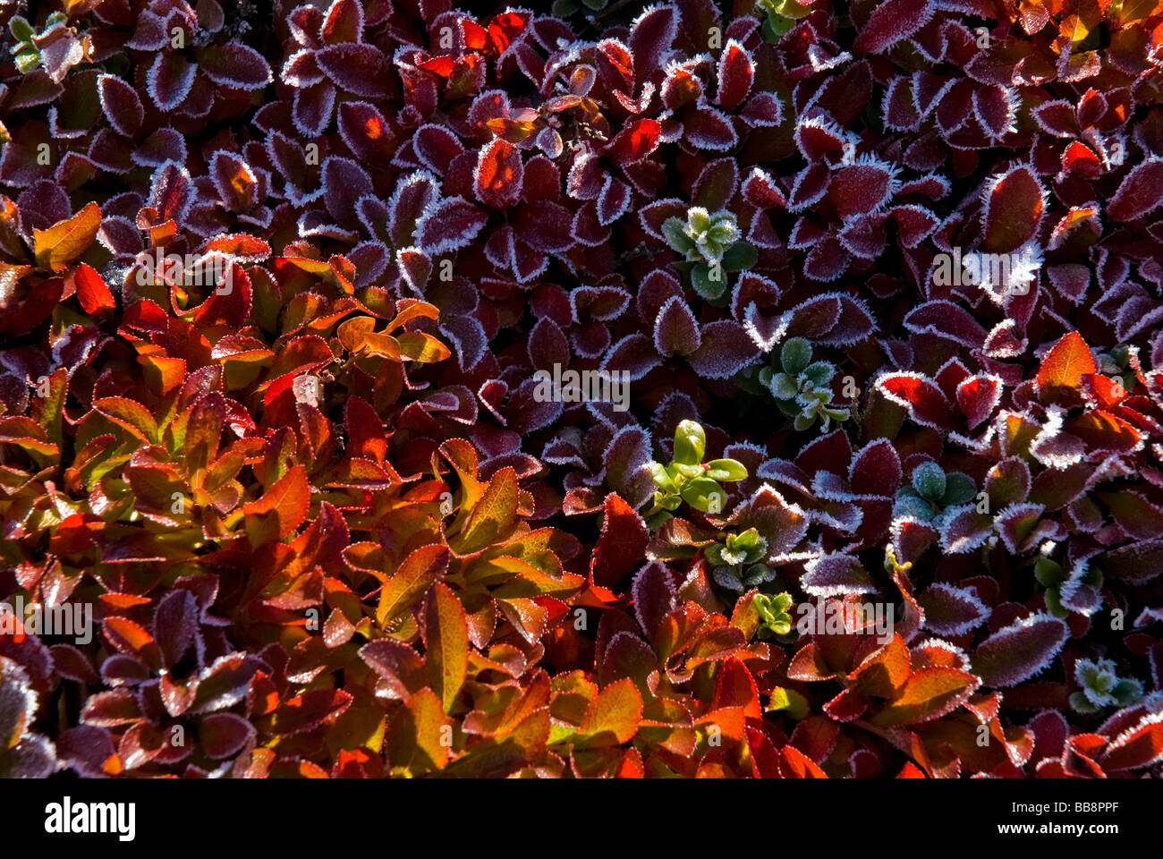 Dwarf shrub of Alpine Bearberry, Mountain Bearberry, or Black Bearberry (Arctostaphylos alpinus) in autumnal colours, Grison Al Stock Photo