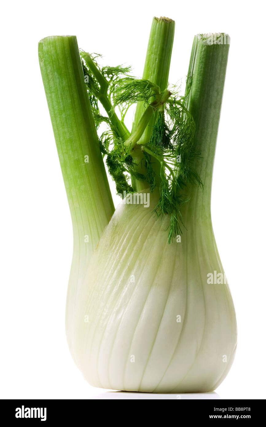 a florence fennel bulb isolated on white Stock Photo