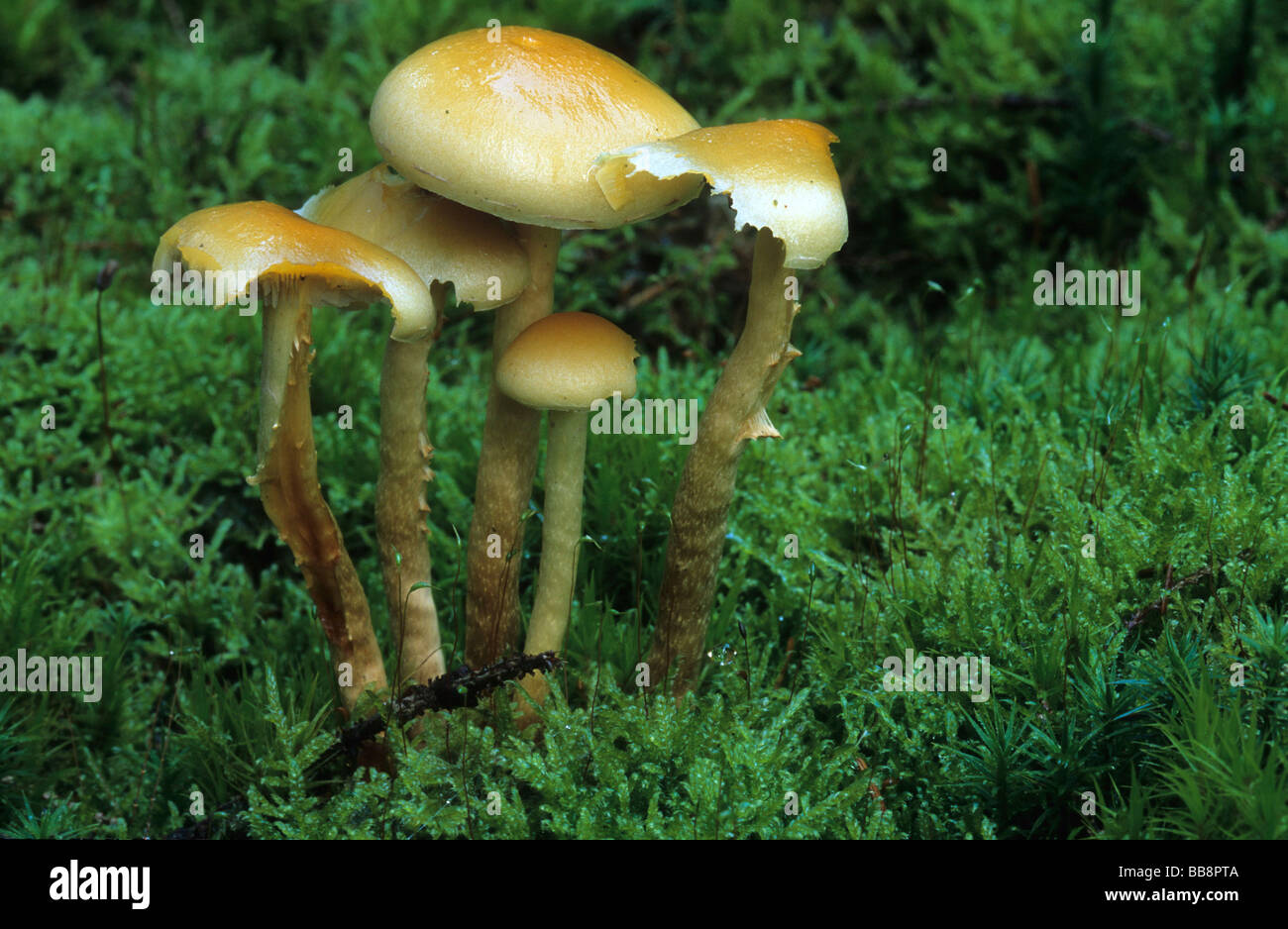 Enokitake (Flammulina) Stock Photo