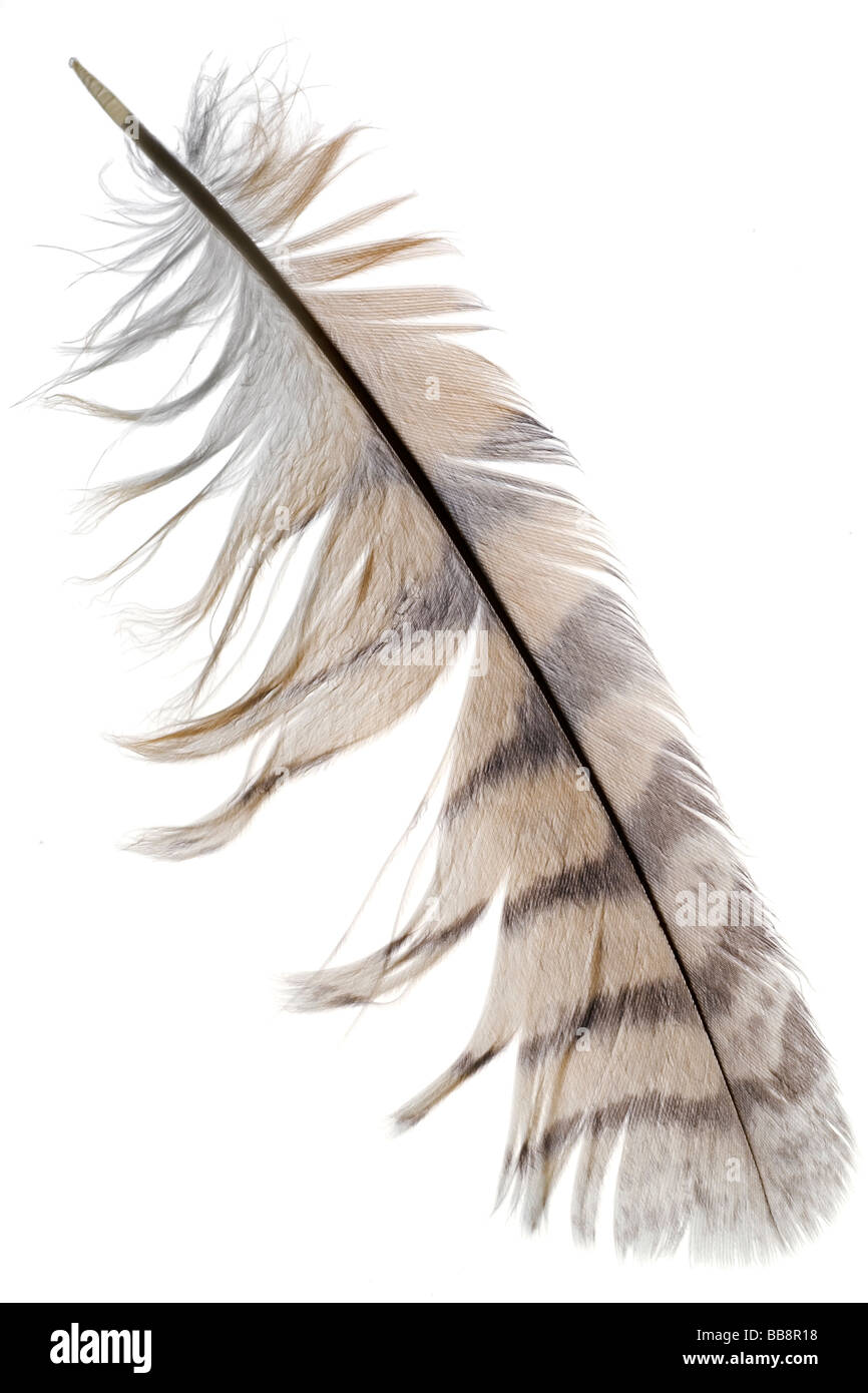 a bird feather on white Stock Photo