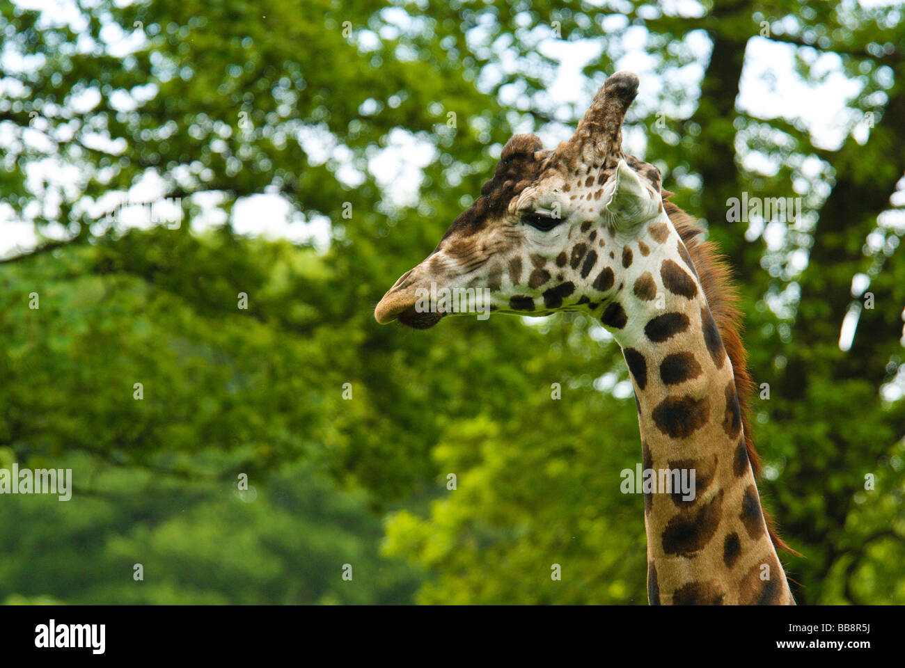 A giraffe Stock Photo