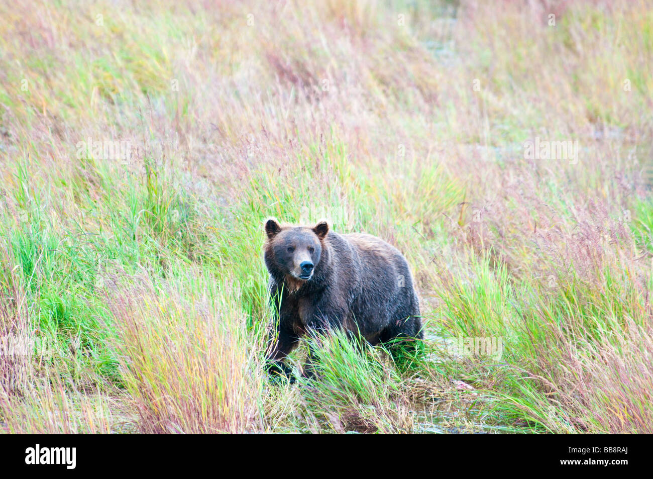 Grizzly Bear, Ursus arctos horriblis, Brooks River, Katmai National Park, Alaska, USA Stock Photo