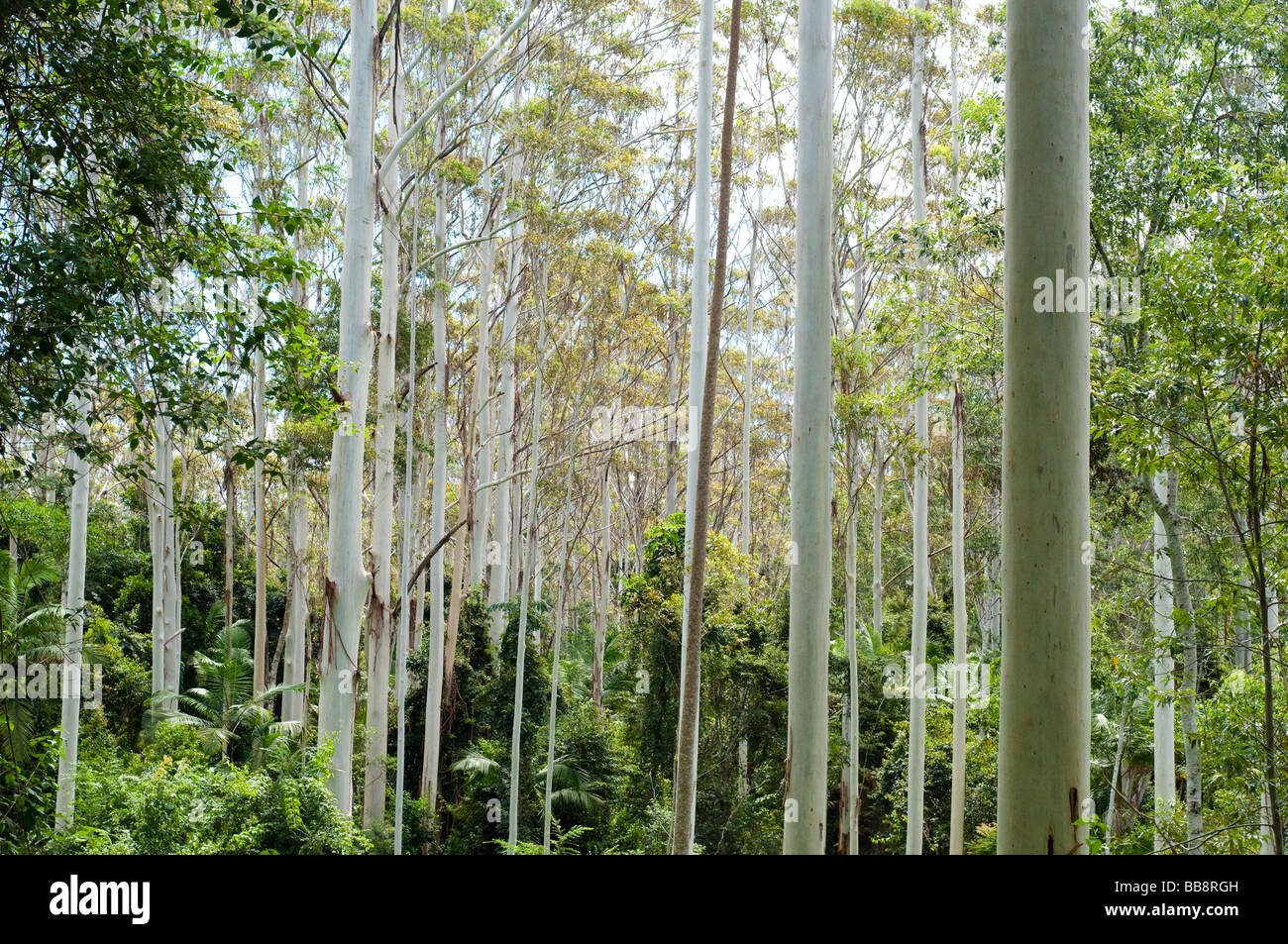 Gum tree forest Coffs Harbour region NSW Australia Stock Photo Alamy
